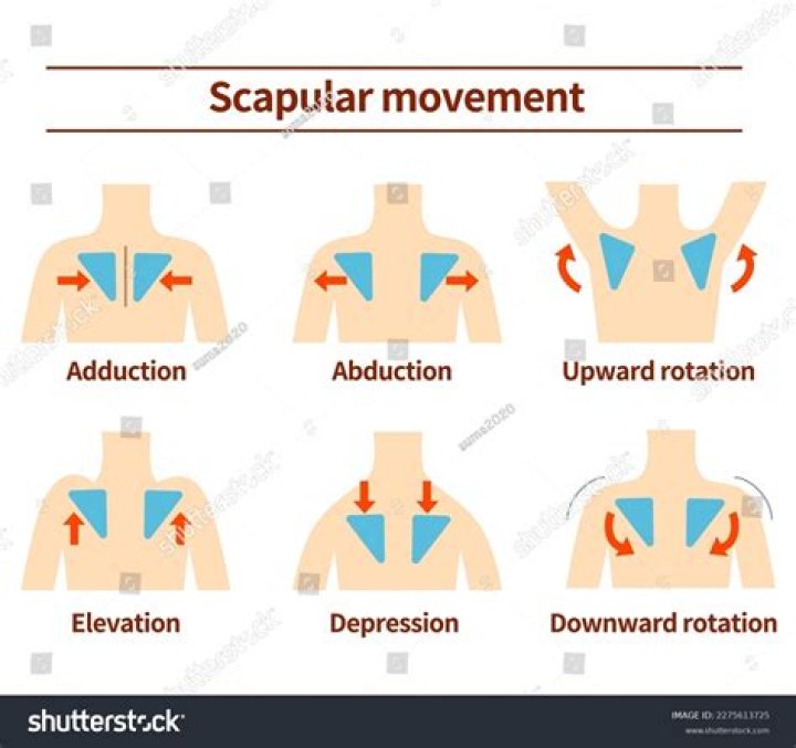 What is scapular adduction? | ContextResponse.com