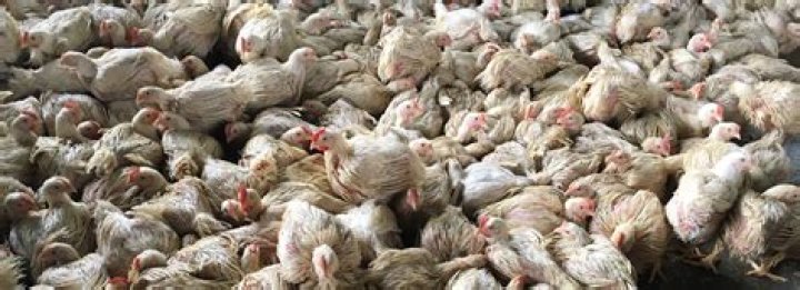Why are chickens given antibiotics?